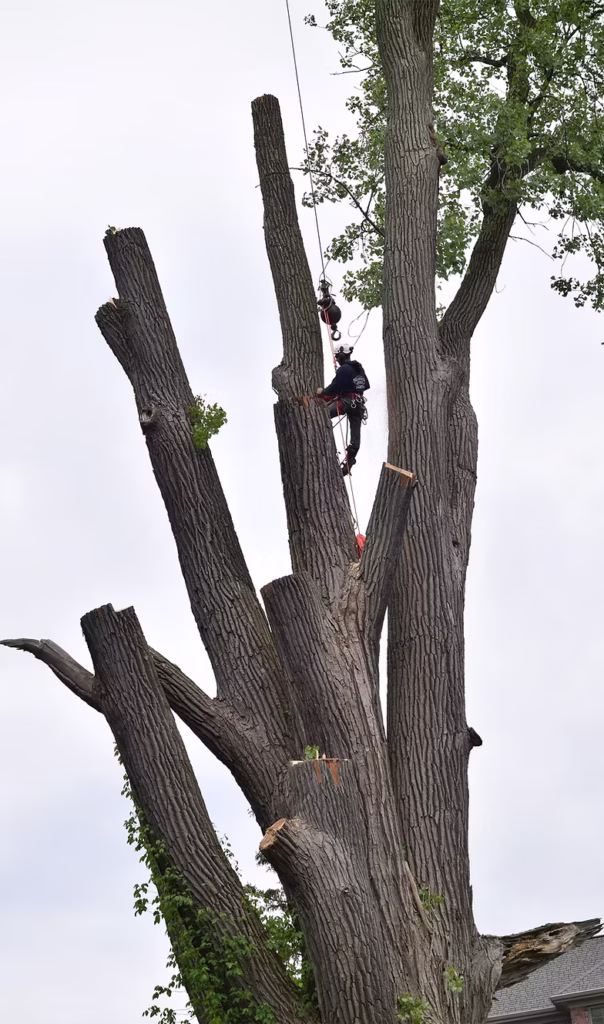 Large cottonwood tree removal service in Auburn Hills, MI after storm damage