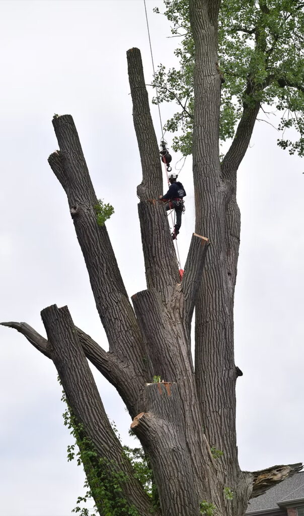 Large tree removal in Auburn Hills MI by professional tree service